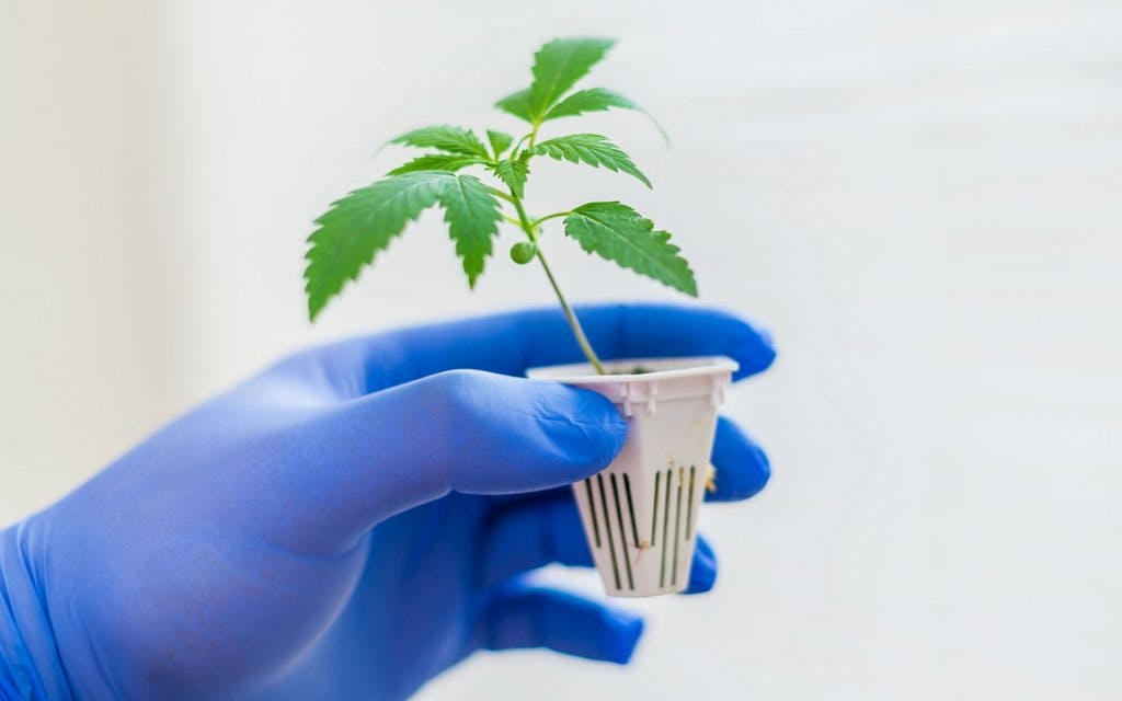 cannabis clone growing guide